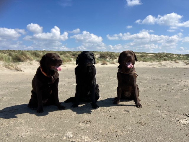 Twee bruine labradors (Brownie en Stella) en een zwarte labrador (Cani) op het strand.