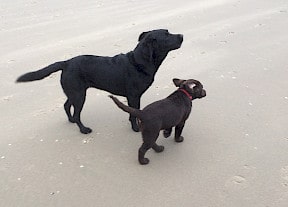 Een zwarte en een bruine labrador op het strand. Cani is de zwarte en brownie is de bruine.