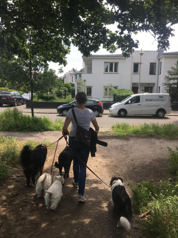 Linda die met een roedel honden het bos uit loopt, in de richting van de witte uitlaatbus met 'WalktheDogs' erop.
