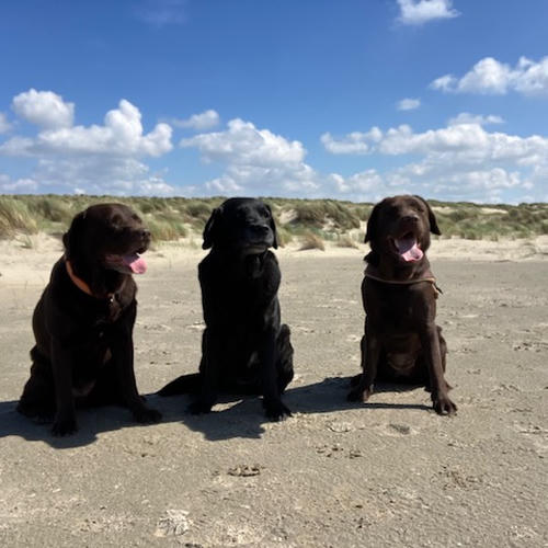 Drie labradors zitten naast elkaar op het strand. Links de bruine labrador Brownie, in het midden de zwarte labrador Cani en rechts de bruine labrador Stella.