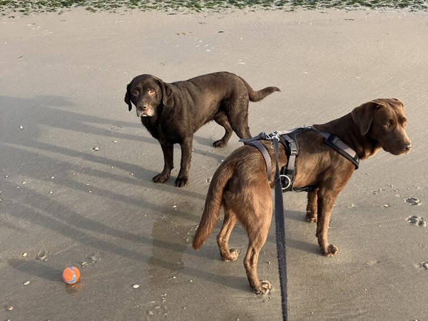 Twee labradors op het strand met een bal.