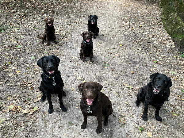 Een roedel labradors in het bos kijkt in de camera.