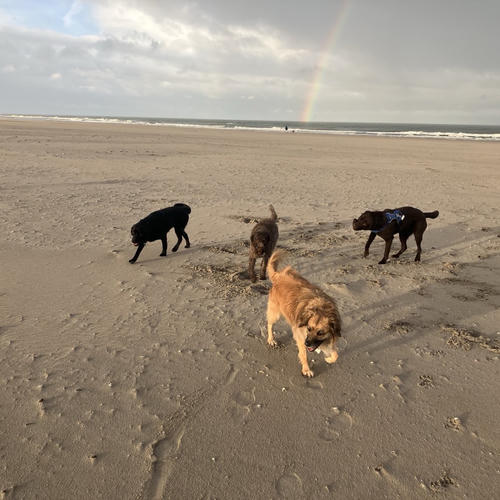 Zes hondjes op het strand, met een regenboog boven de zee.