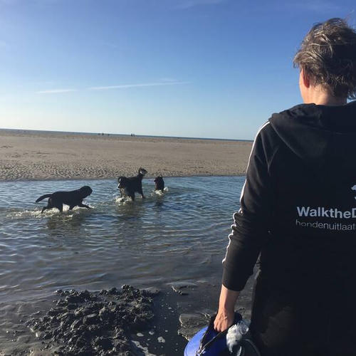 Drie honden spelen in een waterpoeltje op het strand. Linda kijkt toe.