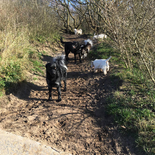 Zes honden wandelen door het bos.