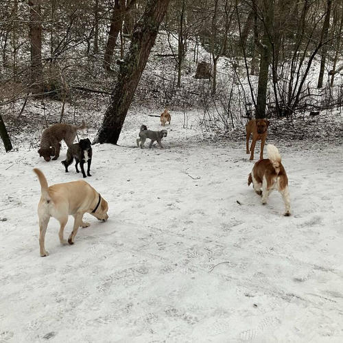 Zeven hondjes in een besneeuwd bos.