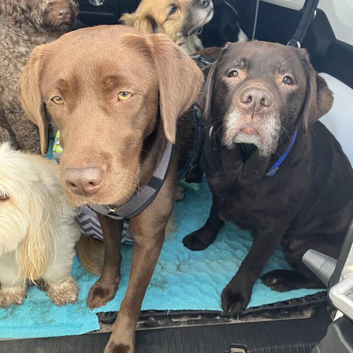 Honden in de uitlaatbus kijken naar de camera.