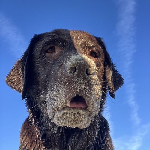 Bruine labrador close-up met een helderblauwe lucht als achtergrond.