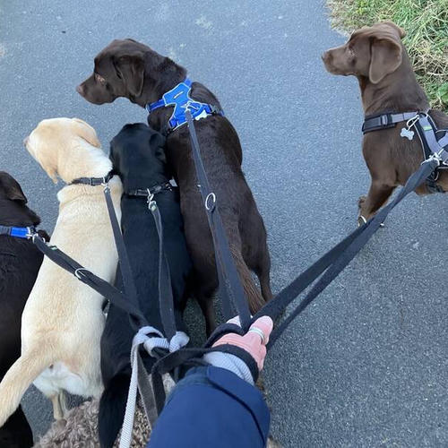 Vijf honden aan de lijn op weg naar de uitlaatplek.