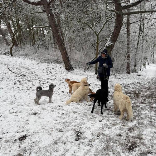 Honden spelen in het bos, rondom Linda.