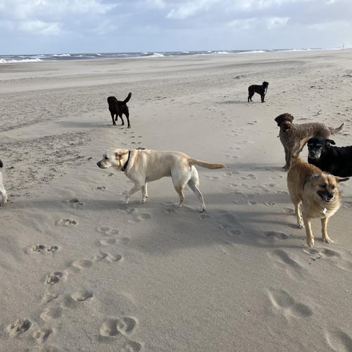 Zeven hondjes op het strand.